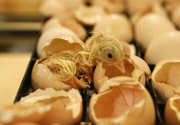 In-ovo sexing opens door to on-farming hatching of layers